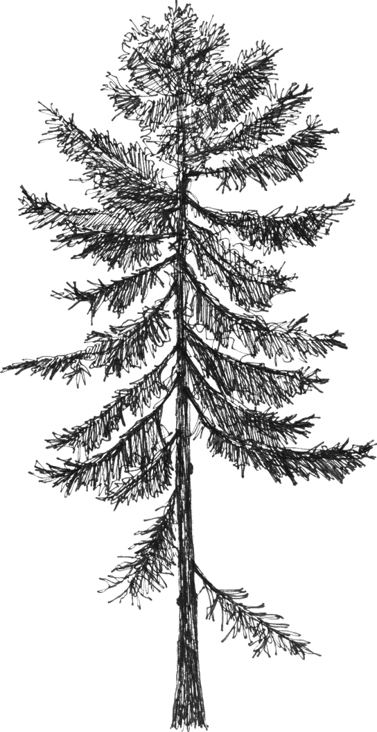 Picea abies - Drawing by Camillo Visini